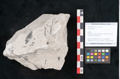 Foto (Objekt + Etikett) von Calamites sp.  (NHMW-GEO-2024-0188-11010)